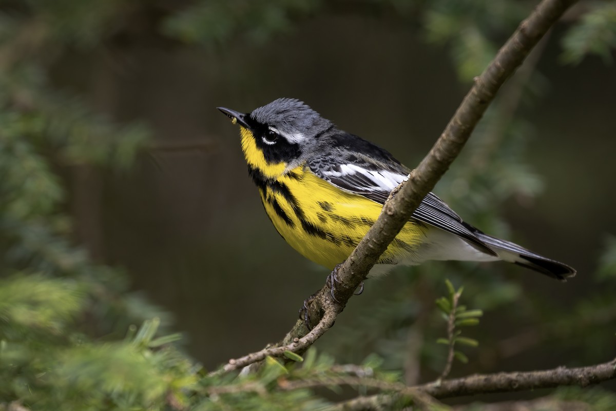 Magnolia Warbler - ML453633751