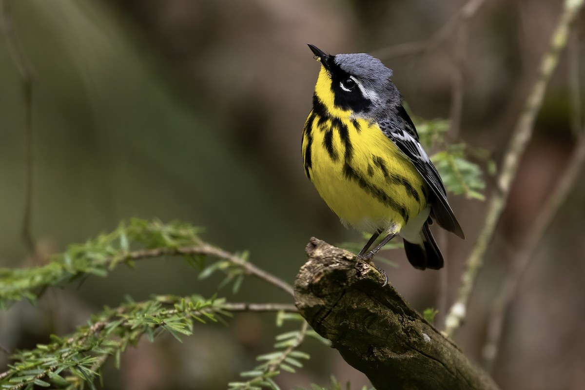 Magnolia Warbler - ML453634241