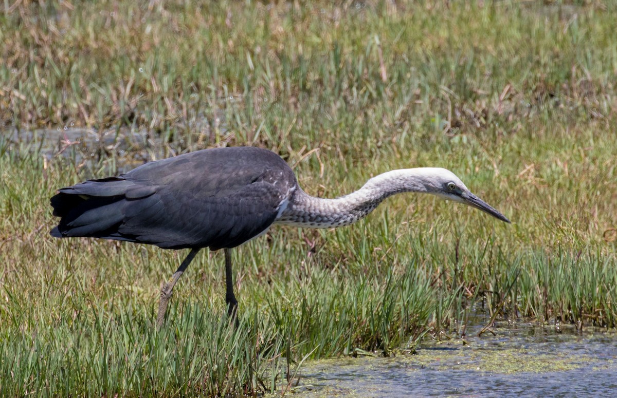 Pacific Heron - shorty w