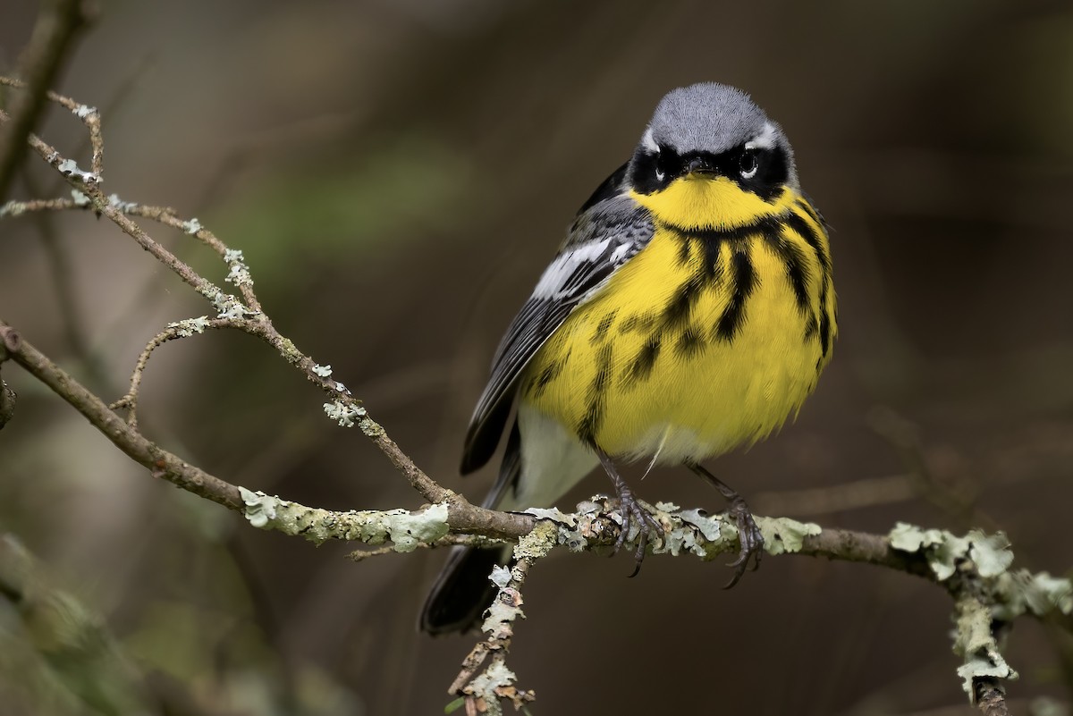 Magnolia Warbler - ML453634421