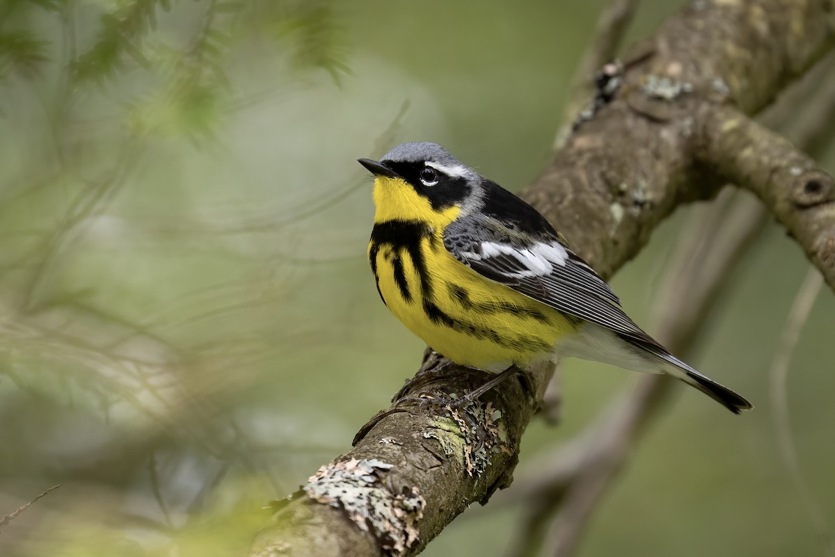 Magnolia Warbler - ML453634651