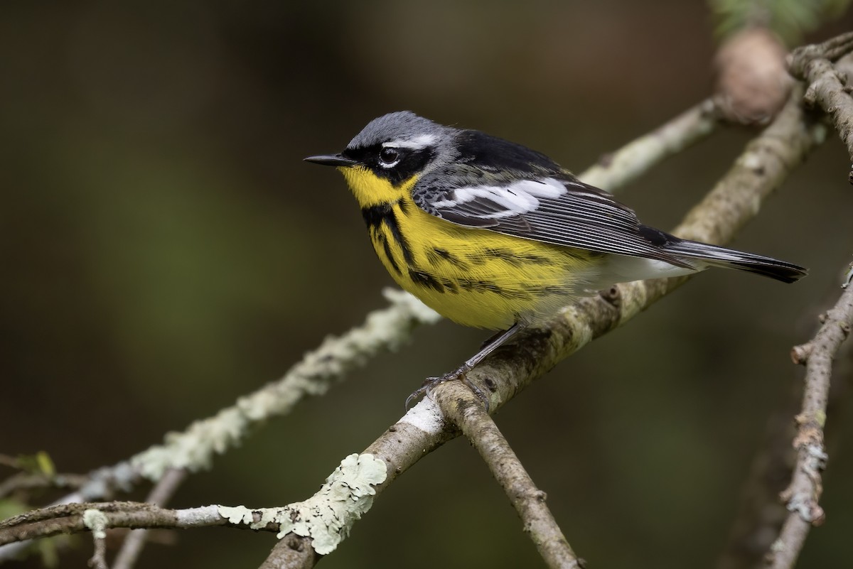 Magnolia Warbler - ML453634711