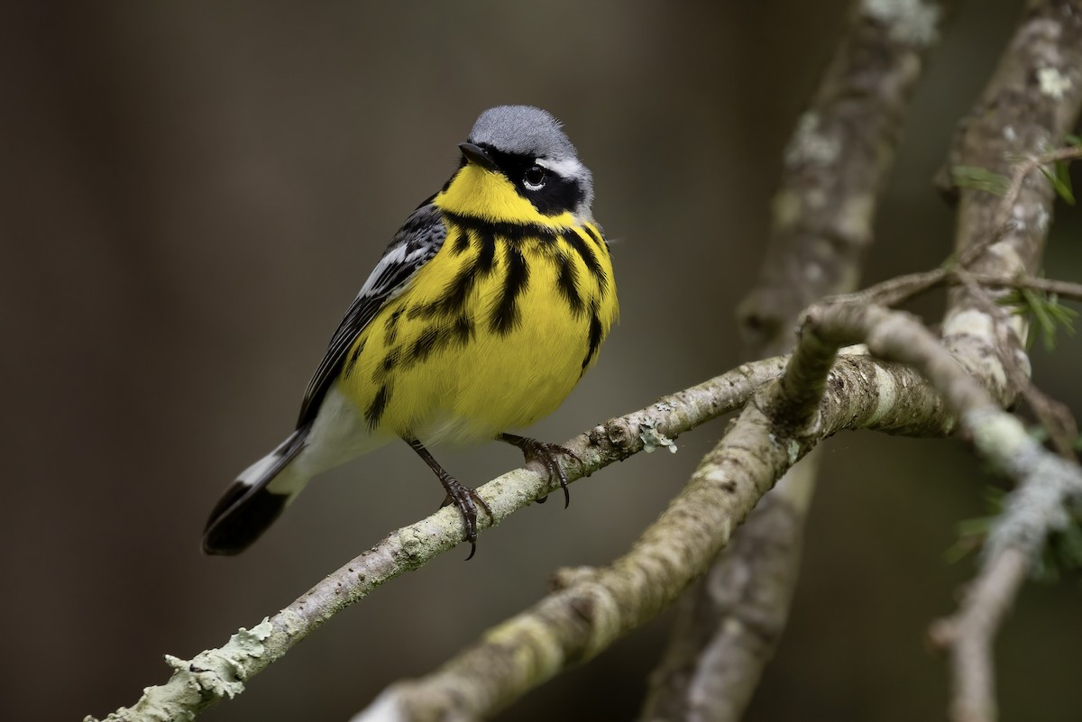 Magnolia Warbler - ML453635471