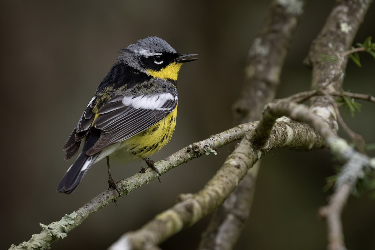 Magnolia Warbler - ML453635521