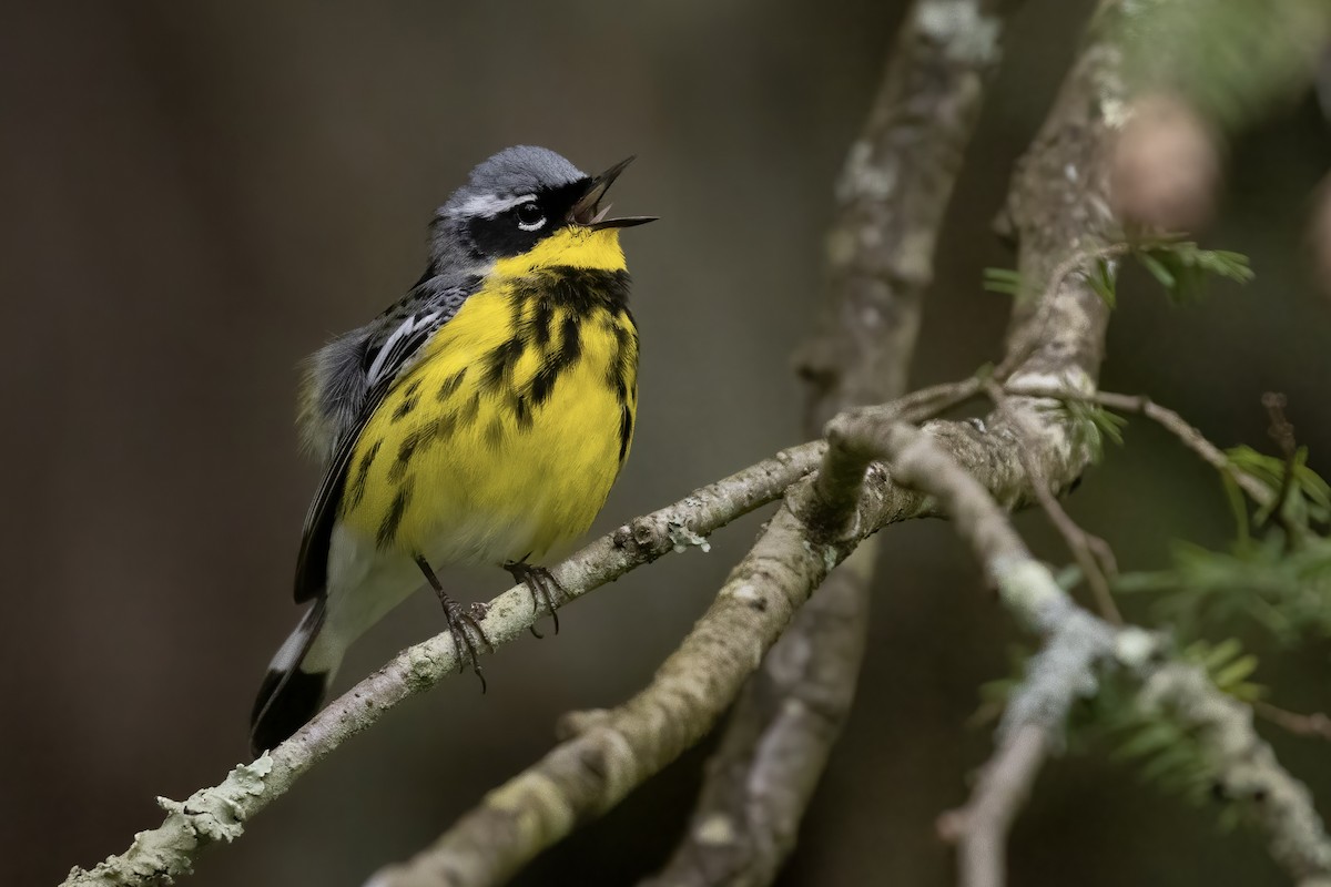 Magnolia Warbler - ML453635541