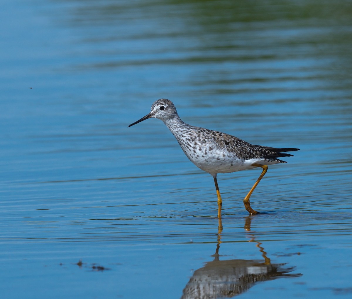 Lesser Yellowlegs - ML453635711
