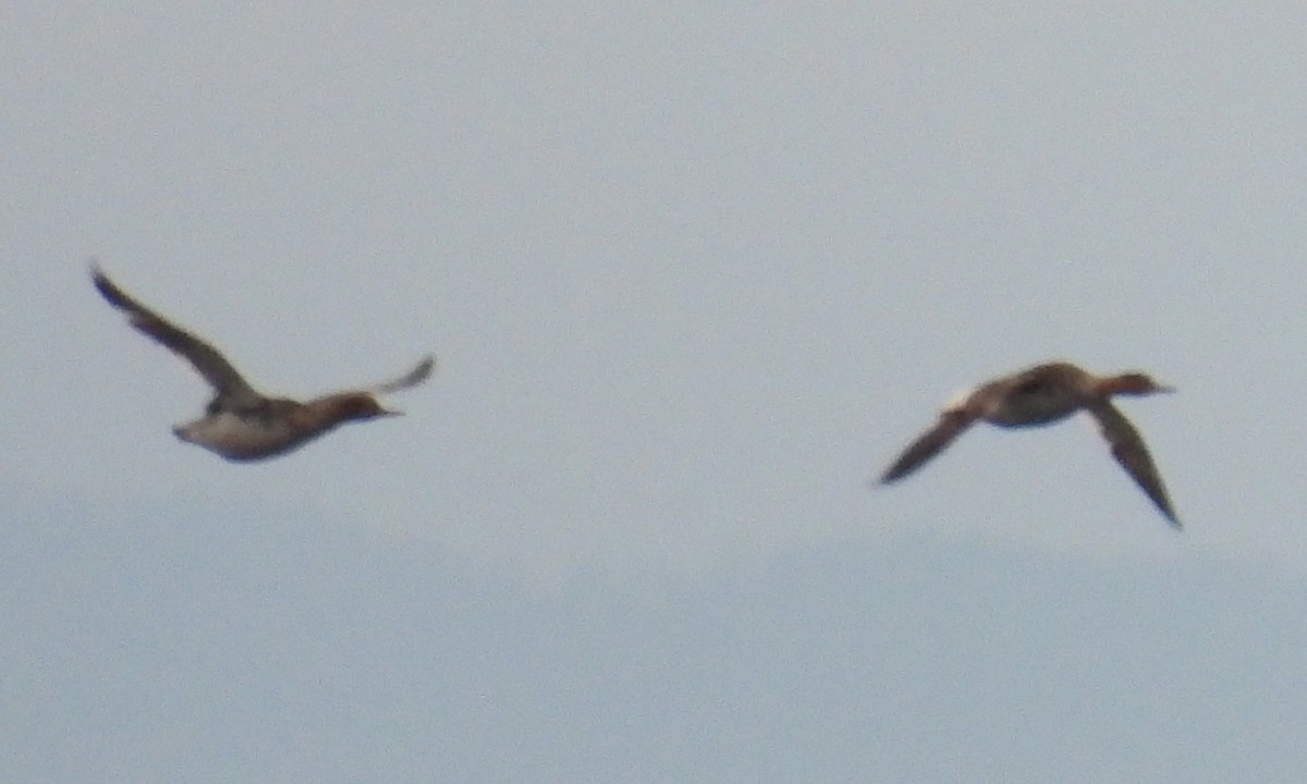 ウミアイサ - ML453636811