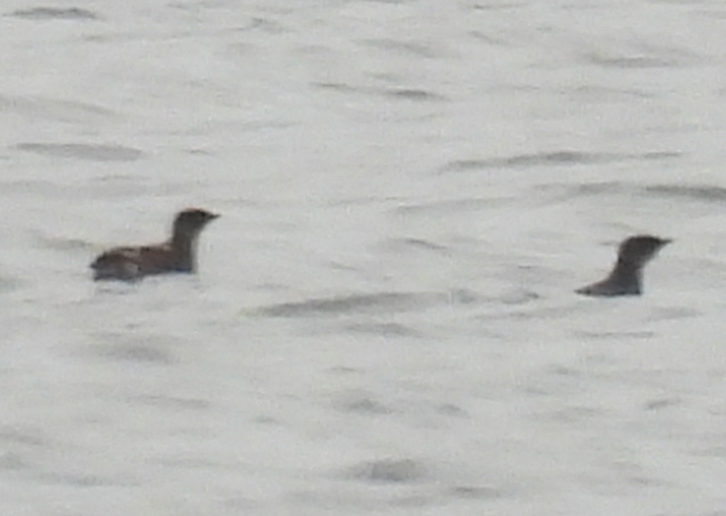 アメリカマダラウミスズメ - ML453636851
