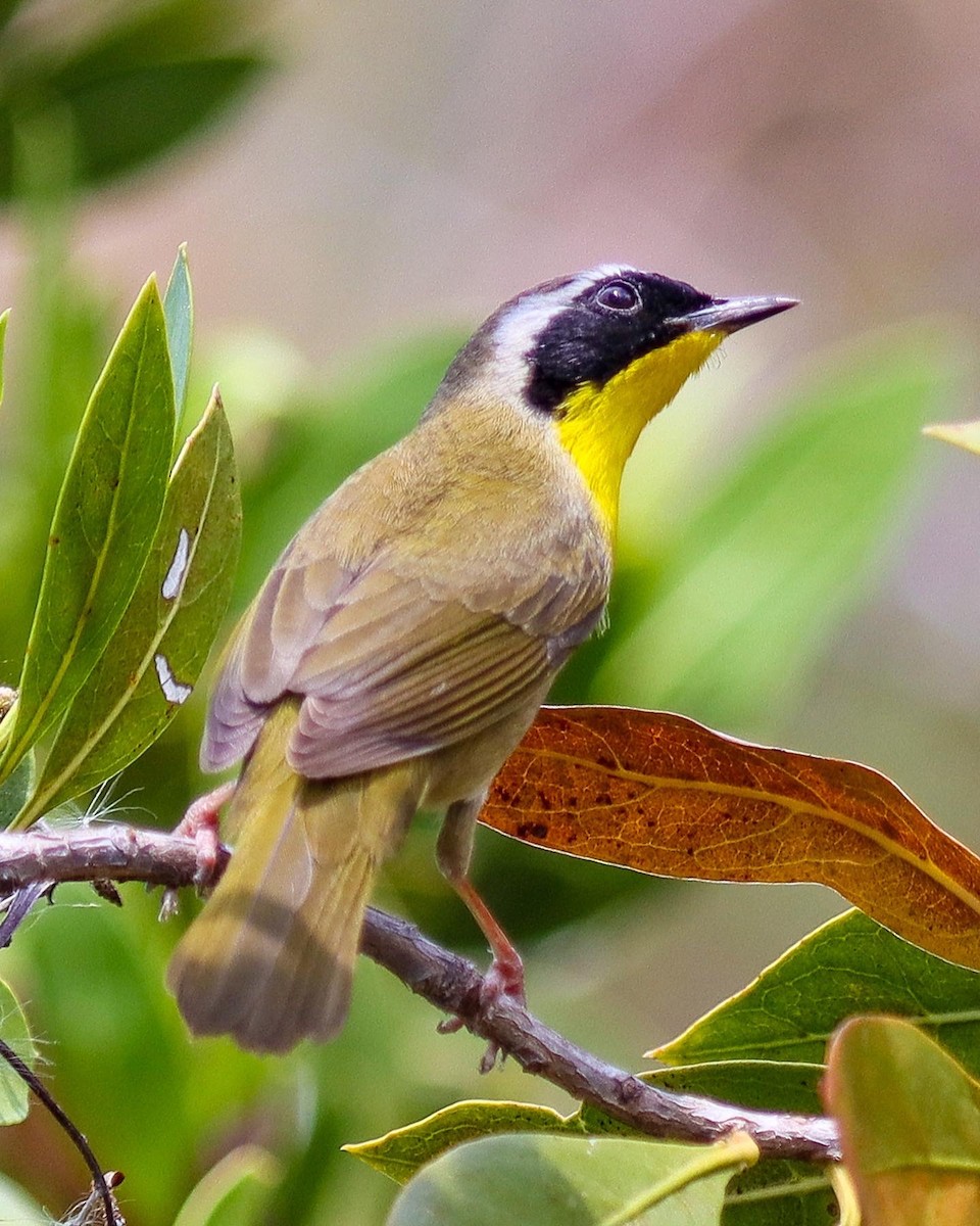 Common Yellowthroat - ML453638561