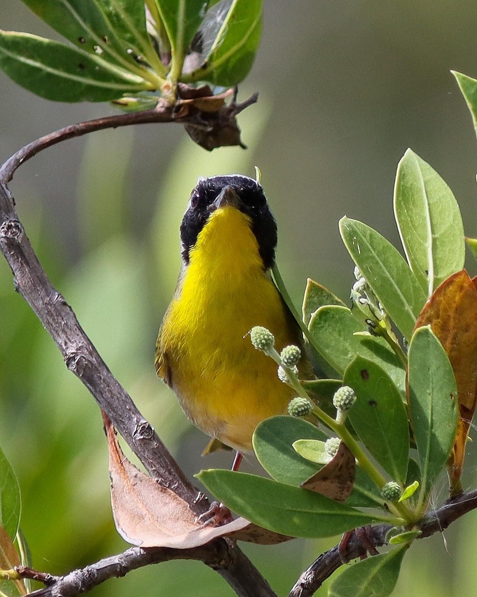 Common Yellowthroat - ML453638571