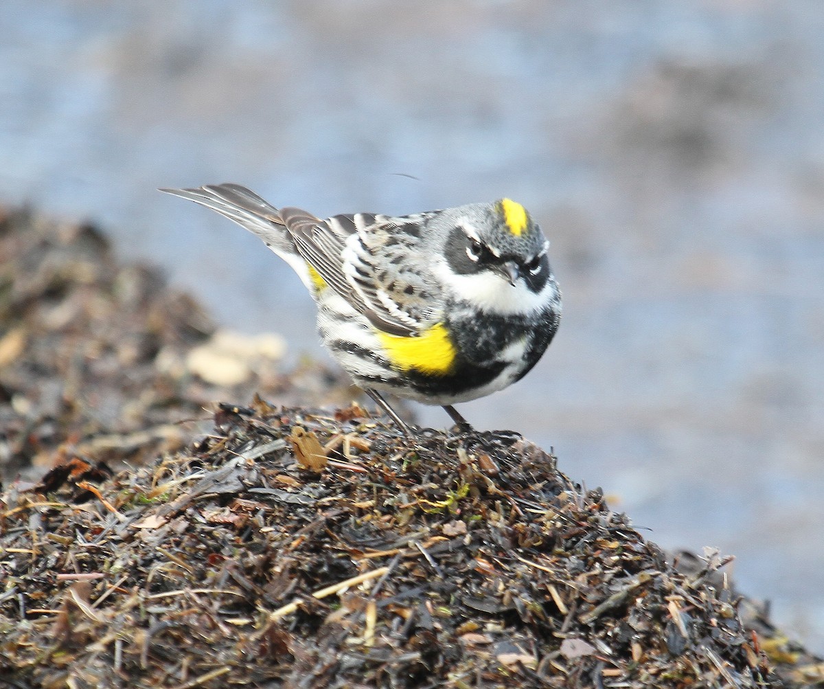 Yellow-rumped Warbler (Myrtle) - ML453638961