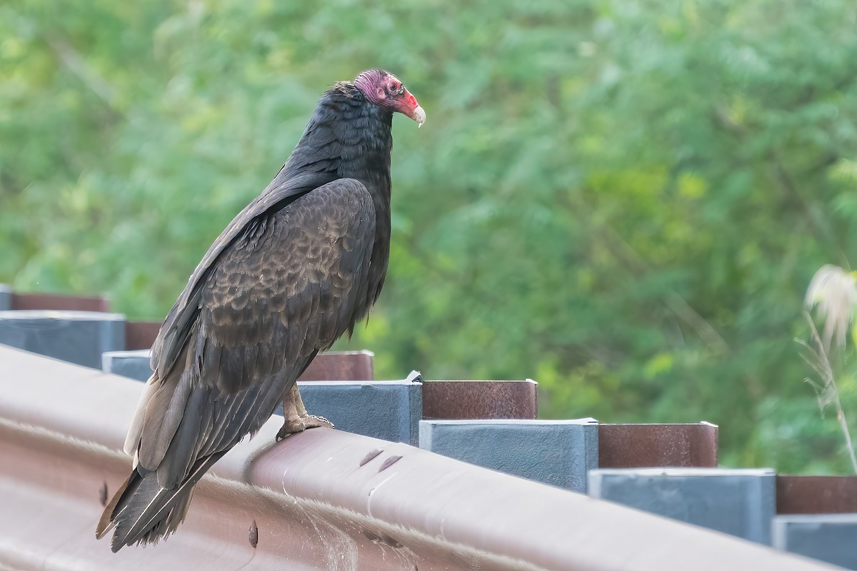 ヒメコンドル - ML453639241