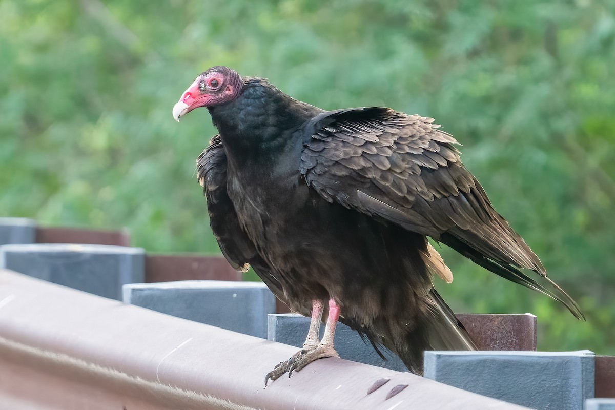 Turkey Vulture - Bill Wood