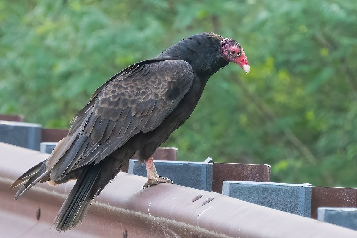 ヒメコンドル - ML453639271