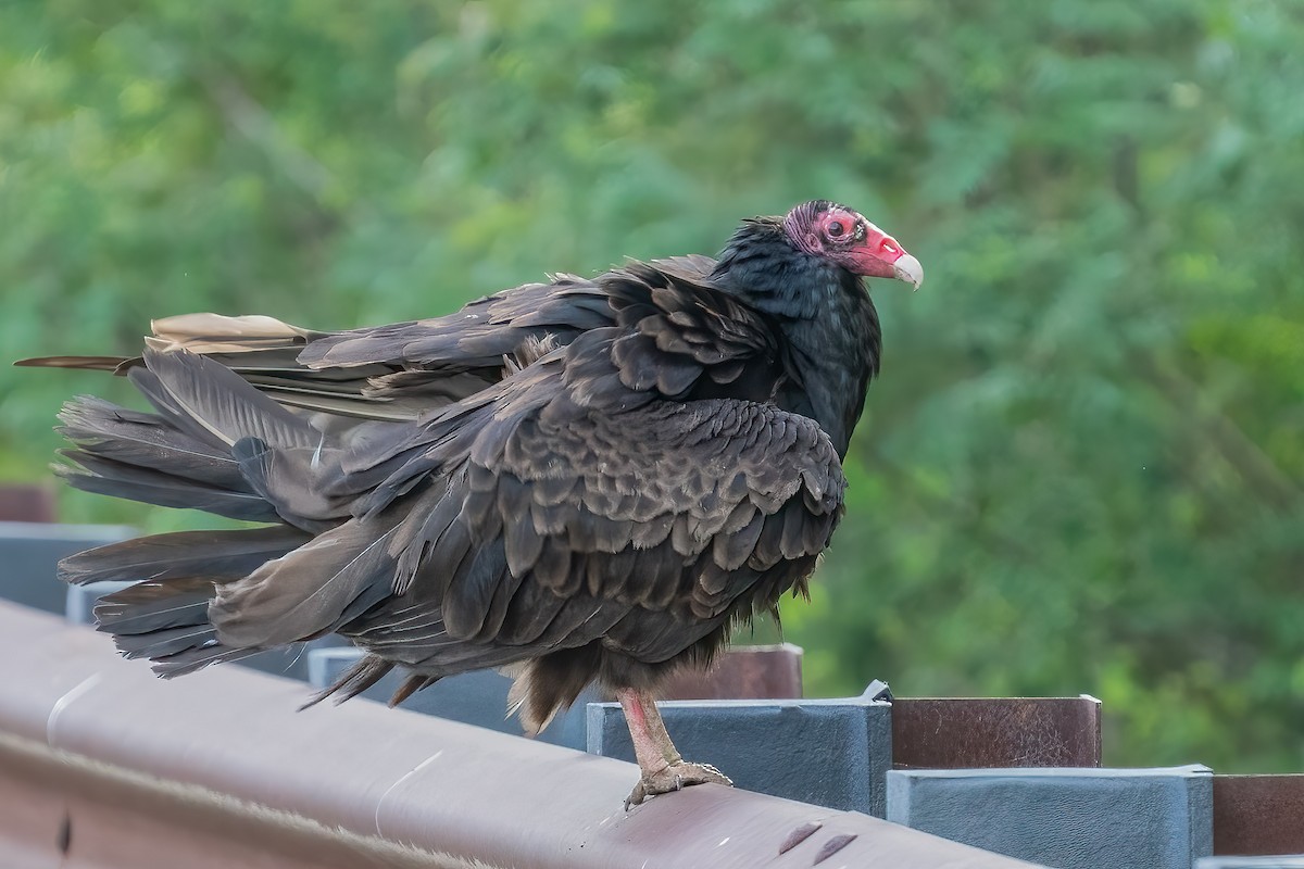 ヒメコンドル - ML453639281