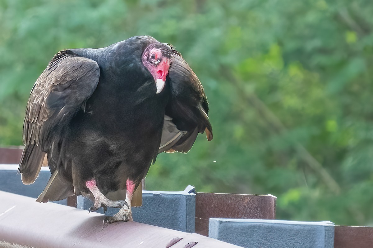 ヒメコンドル - ML453639291