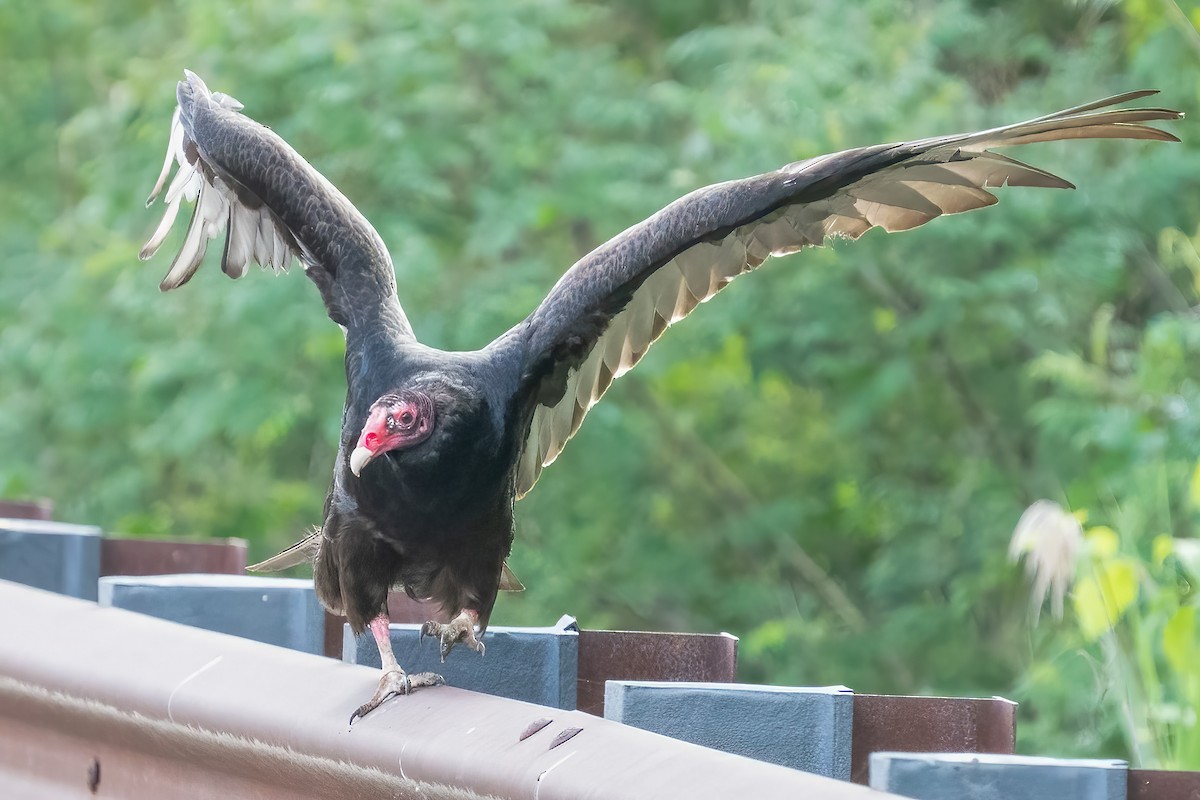 ヒメコンドル - ML453639301