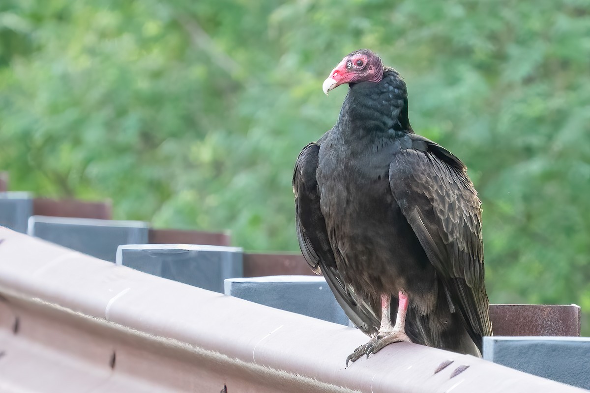 ヒメコンドル - ML453639321