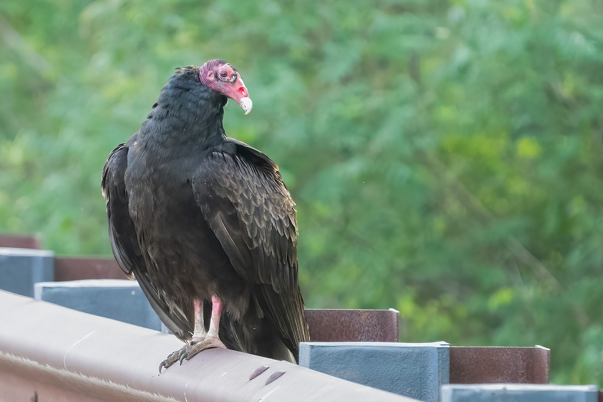 Turkey Vulture - Bill Wood