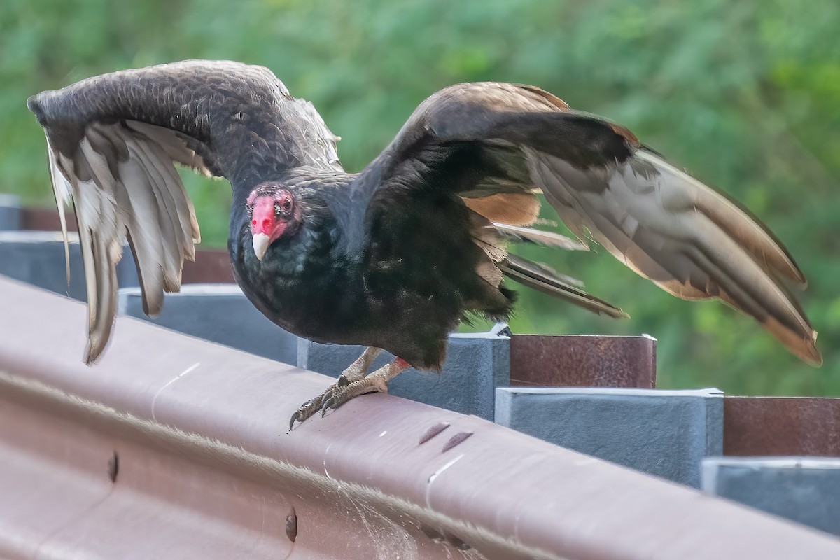 ヒメコンドル - ML453639341