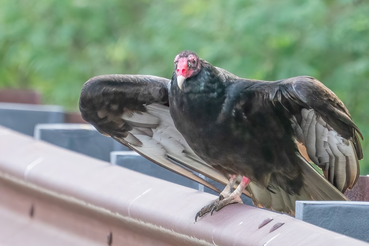 Turkey Vulture - Bill Wood