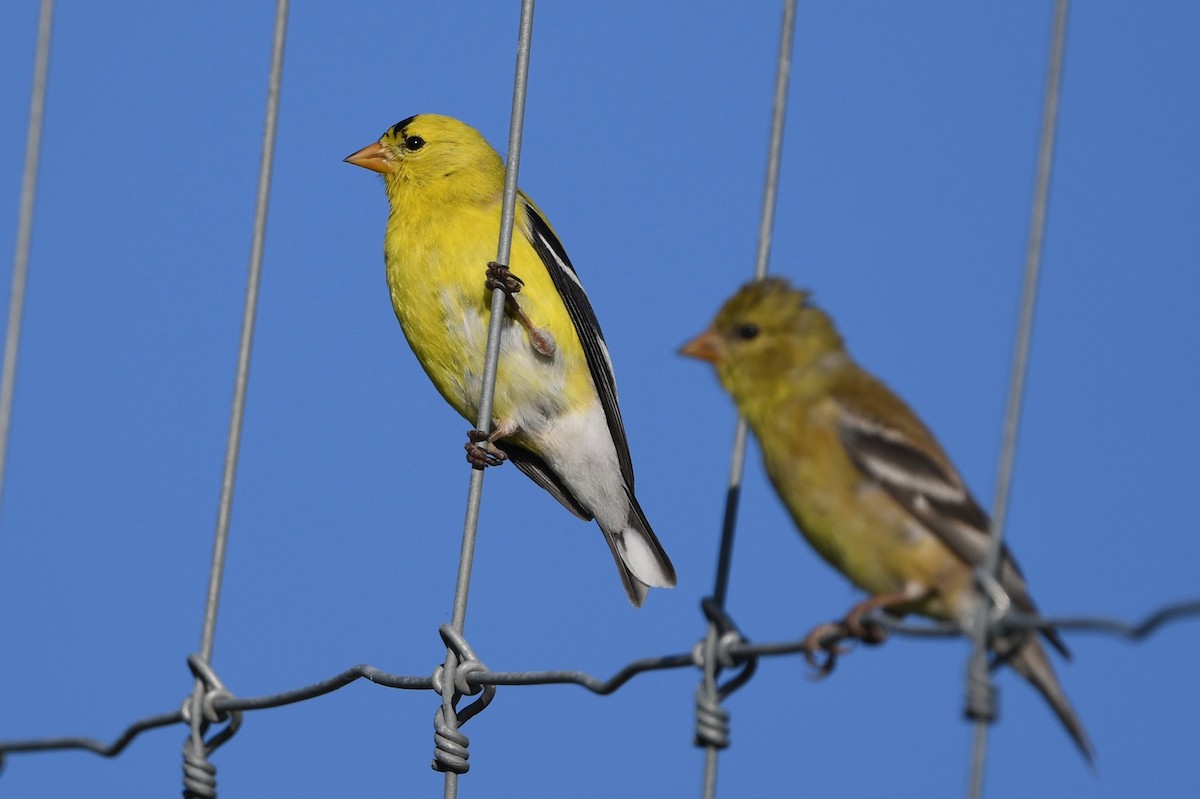 American Goldfinch - ML453641221