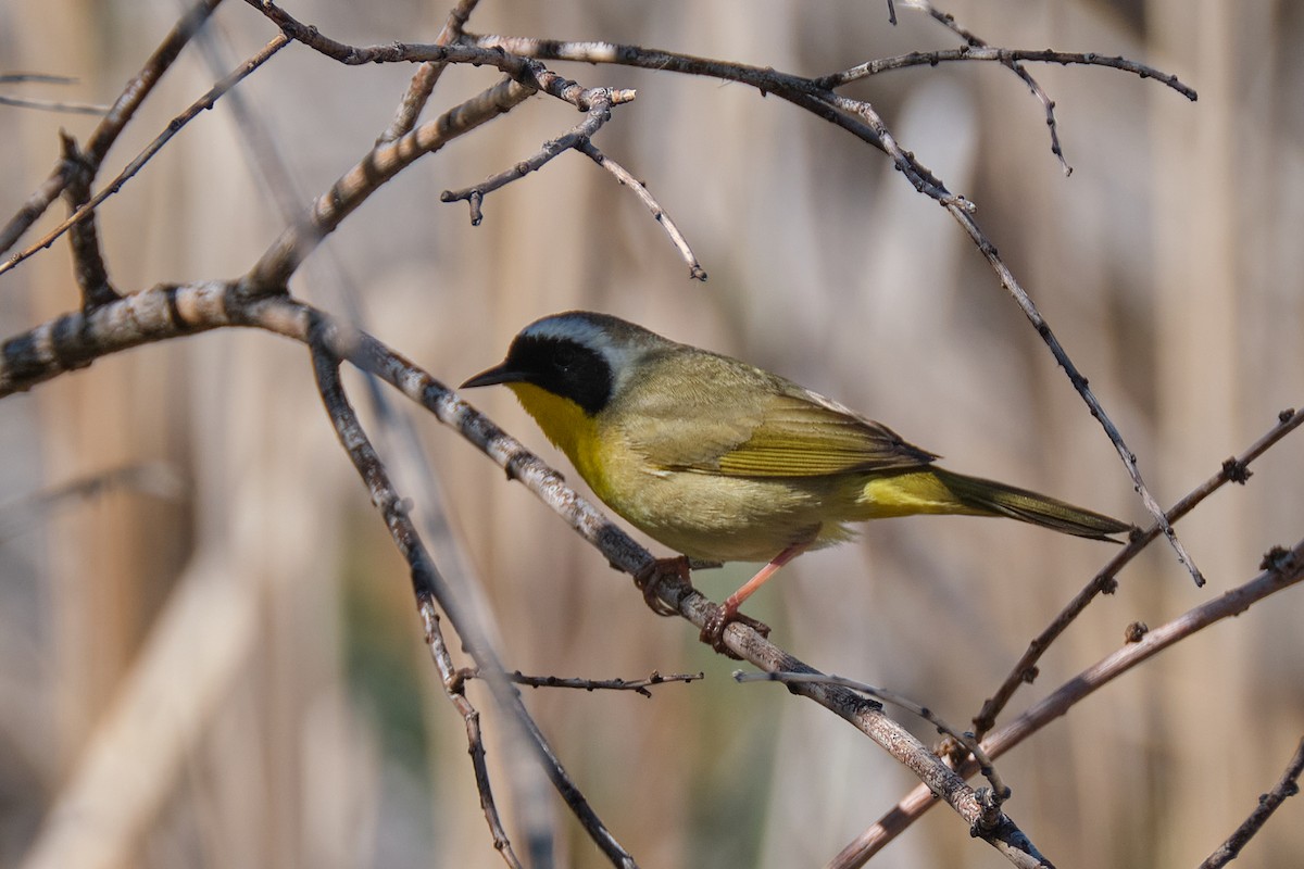 Common Yellowthroat - ML453641731
