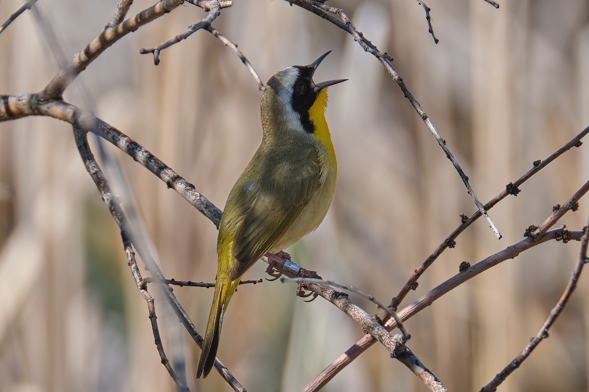 Common Yellowthroat - ML453641871