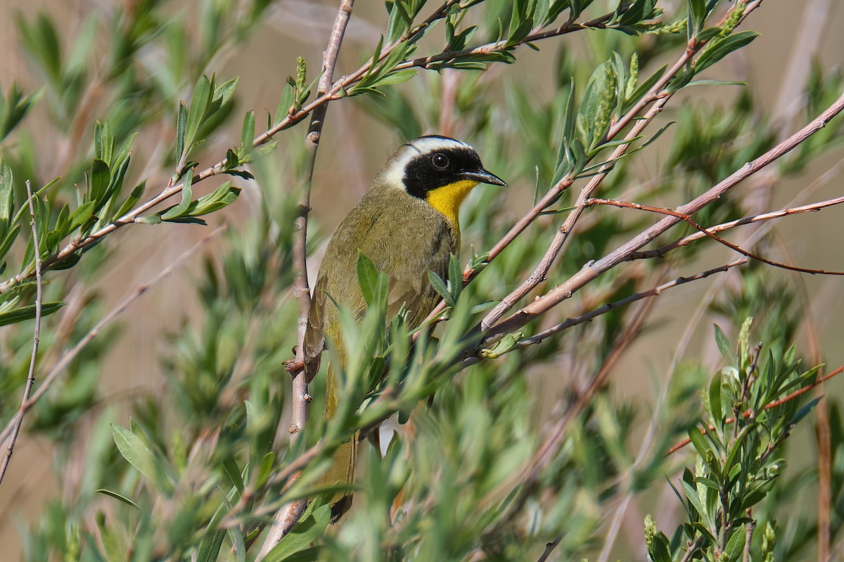 Common Yellowthroat - ML453641891