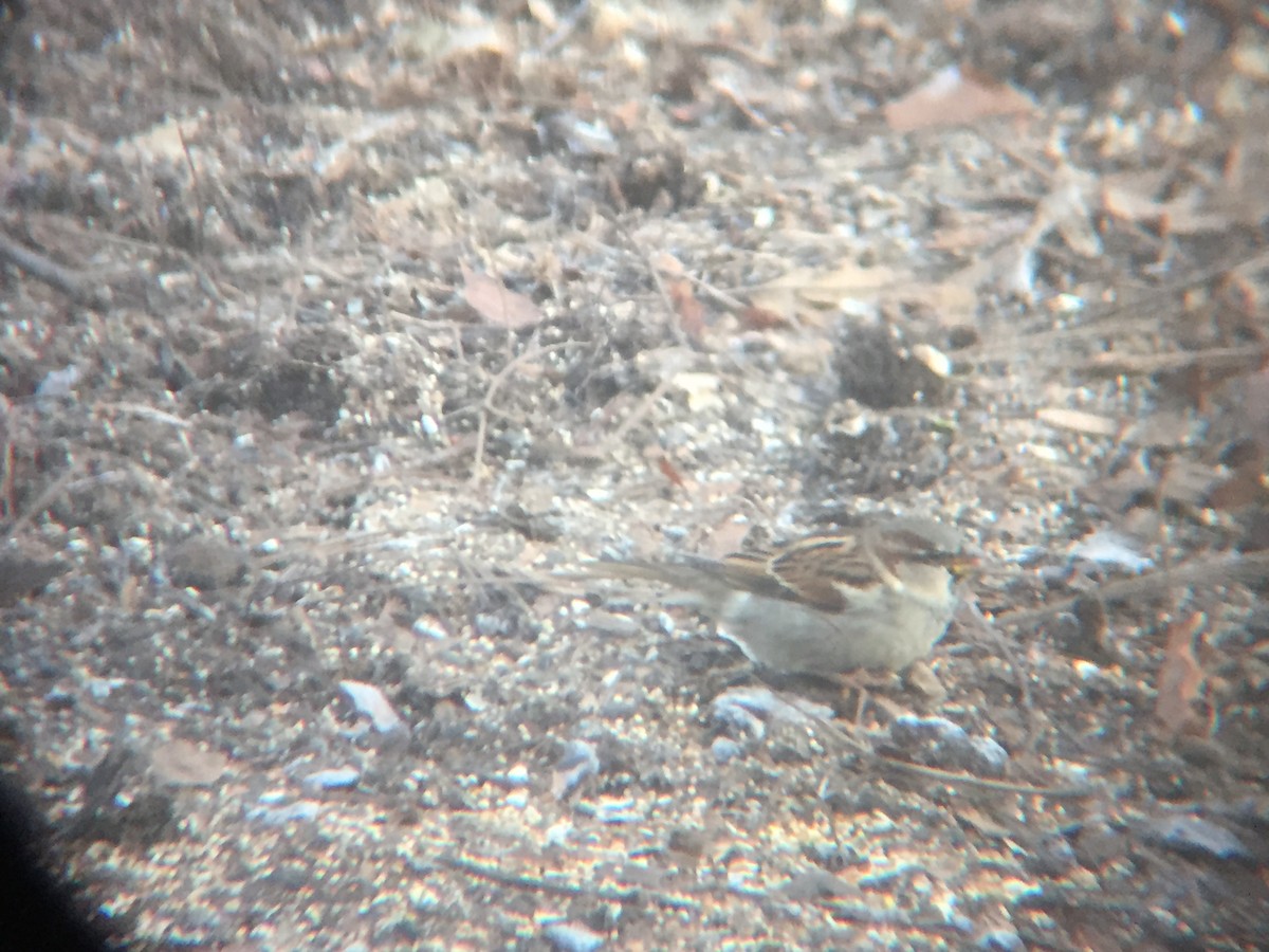 House Sparrow - ML45364211