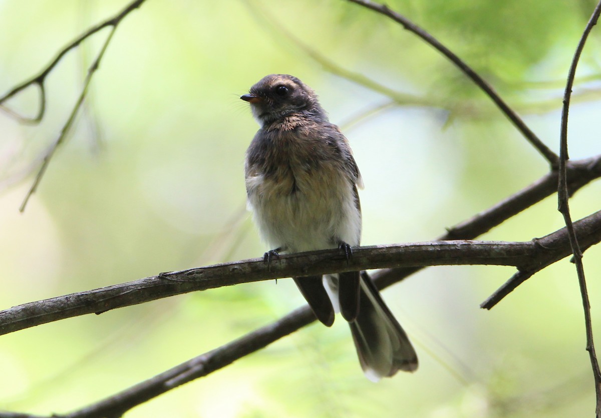 Gray Fantail - Sandra Gallienne