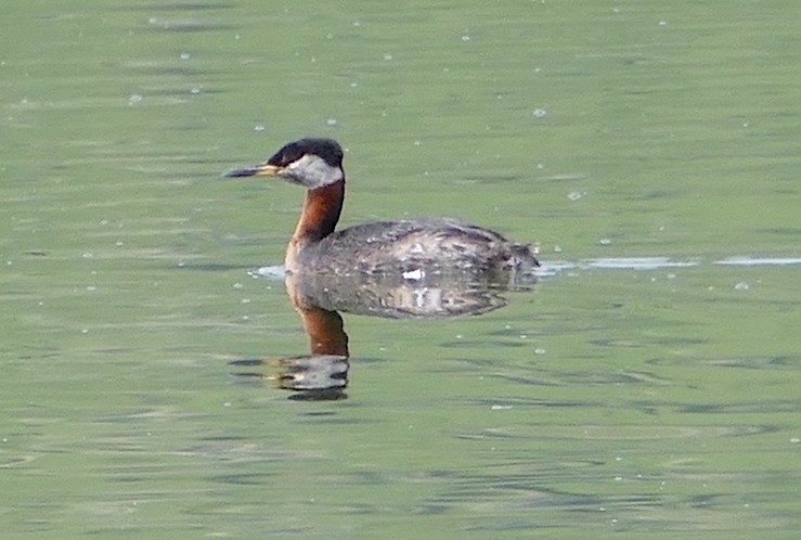 Red-necked Grebe - ML453642271