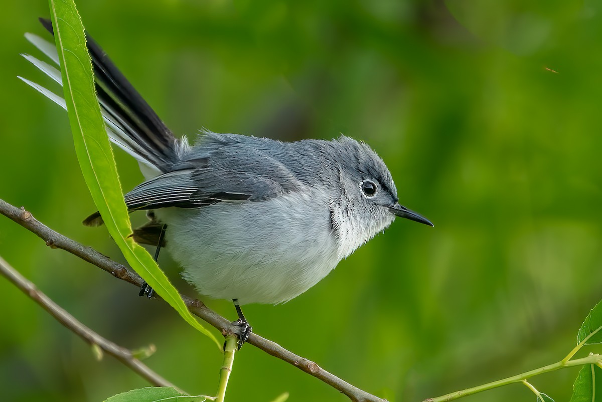 Blue-gray Gnatcatcher - ML453642961