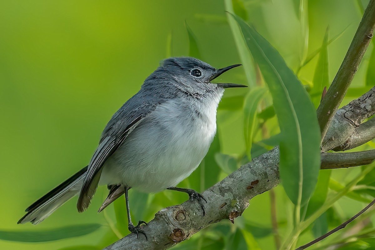Blue-gray Gnatcatcher - ML453642981