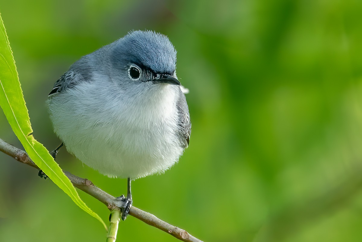 Blue-gray Gnatcatcher - ML453643001