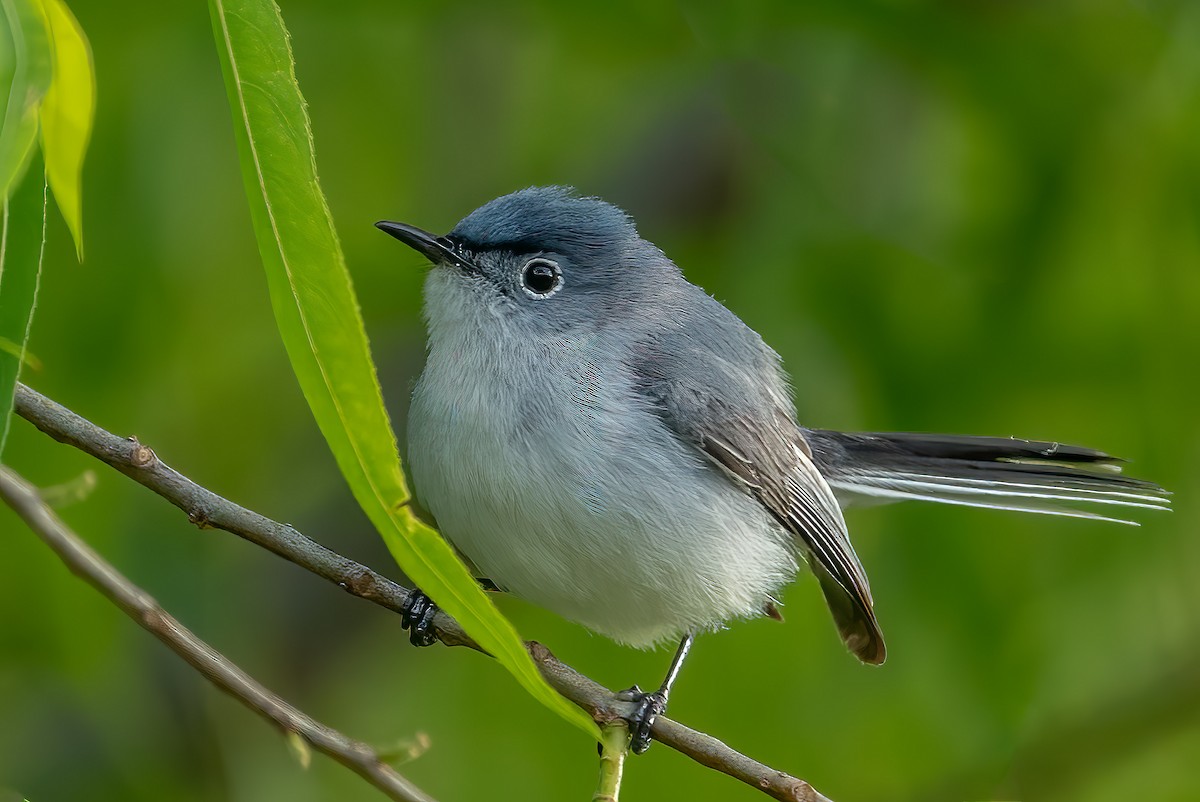 Blue-gray Gnatcatcher - ML453643011