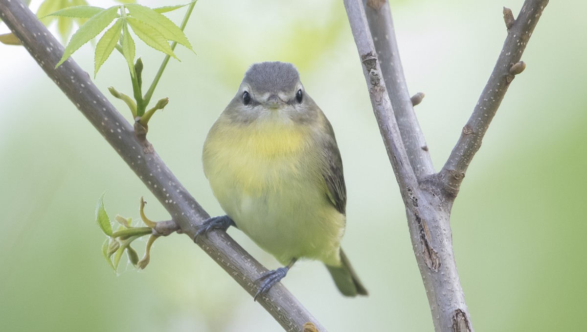 Vireo de Filadelfia - ML453643171