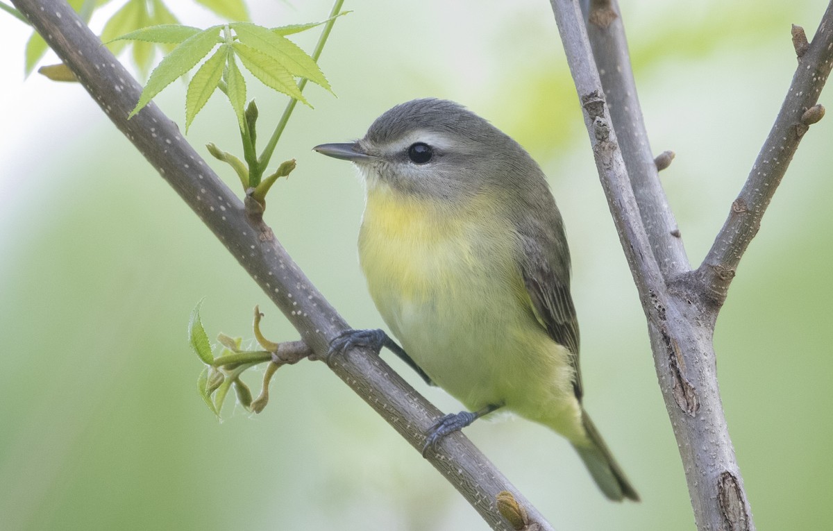 Vireo de Filadelfia - ML453643181