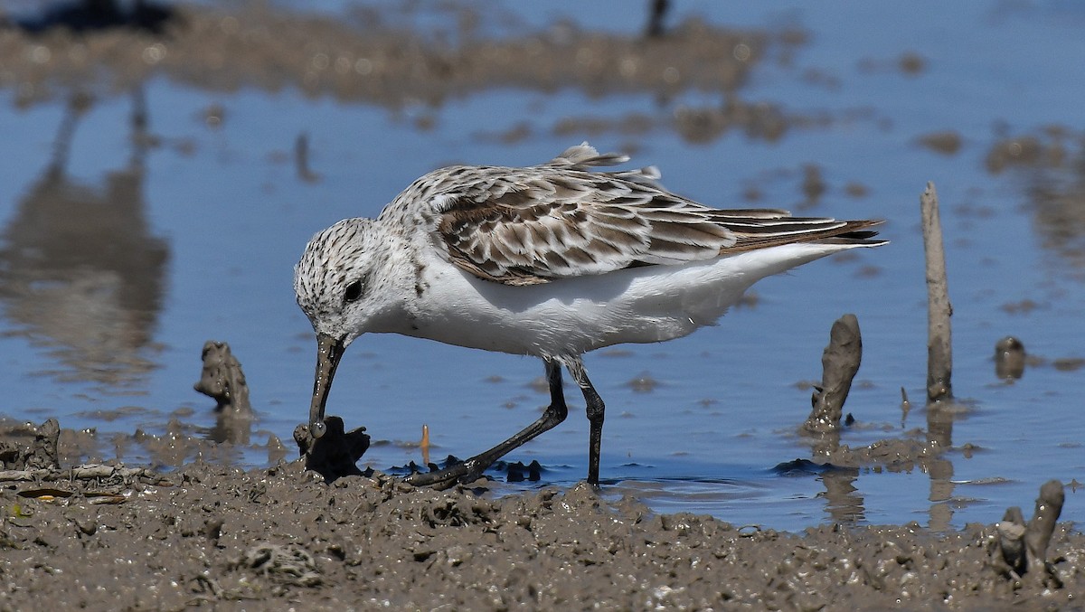 Bécasseau sanderling - ML453643591