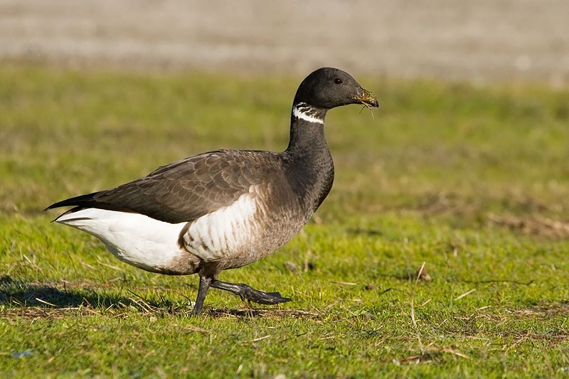 Branta musubeltza - ML45364541