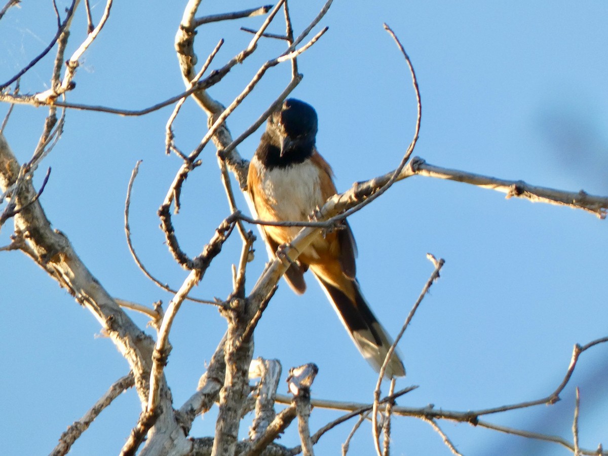 Spotted Towhee - Heidi Erstad