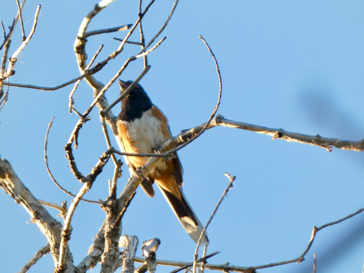 Spotted Towhee - ML453645951