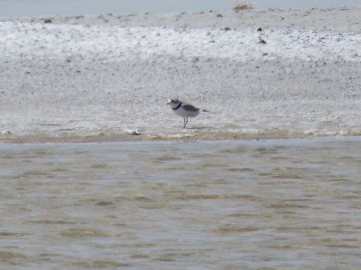Piping Plover - ML453646001