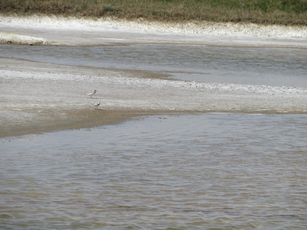 Piping Plover - ML453646021