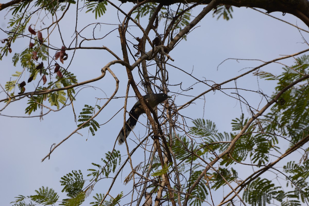 Blue-faced Malkoha - ML45364631