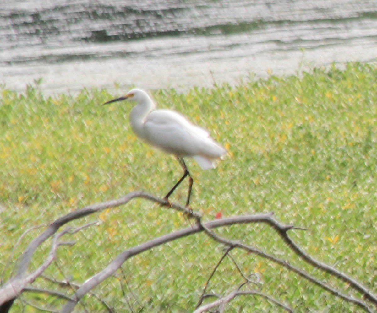 Snowy Egret - ML453646681