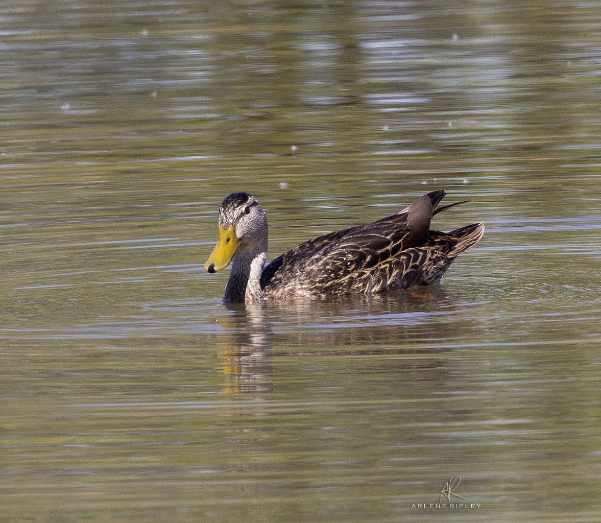 Mexican Duck - ML453647431