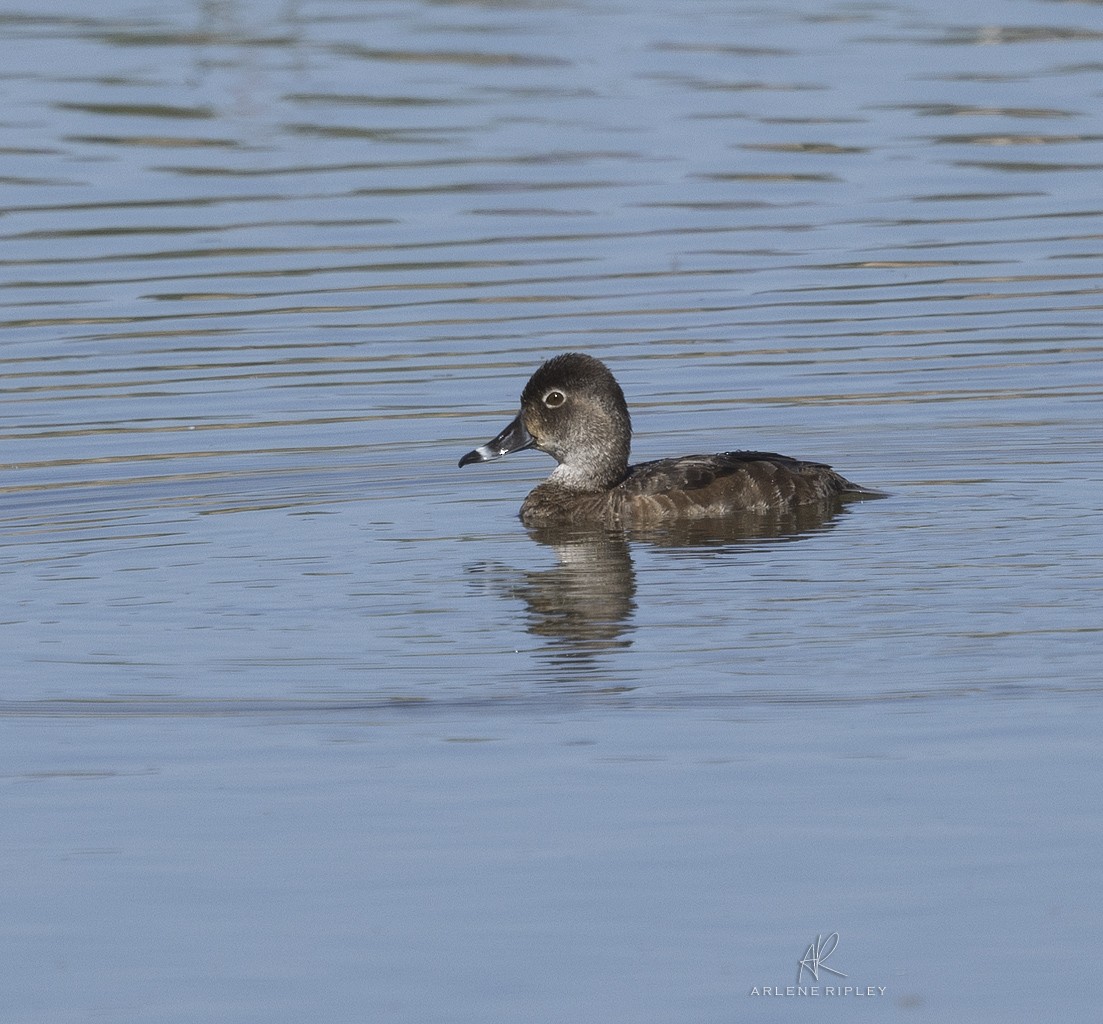 Ring-necked Duck - ML453647471