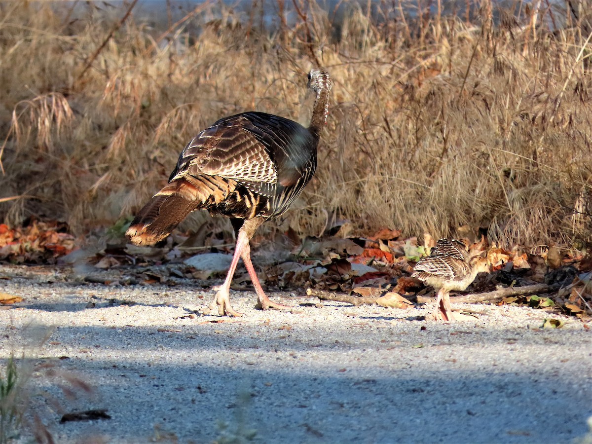Wild Turkey - ML453647711