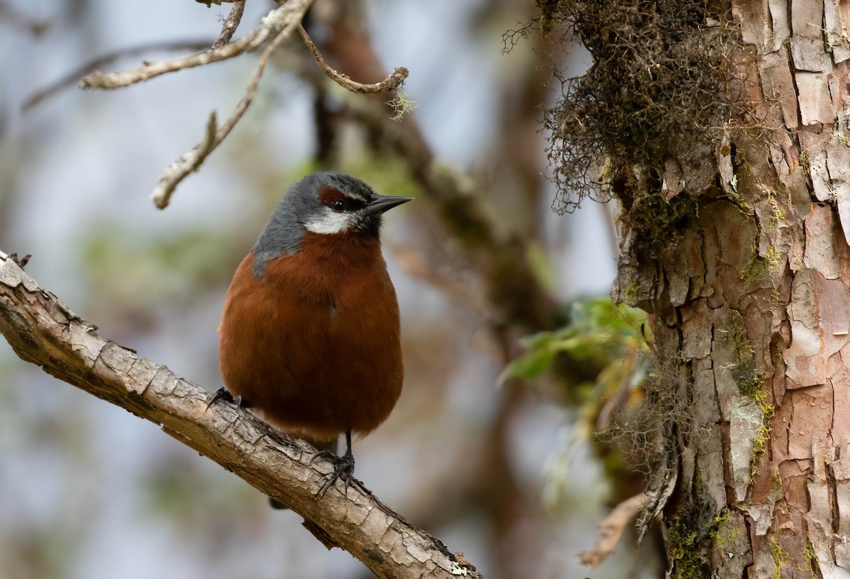 Giant Conebill - Brad Murphy